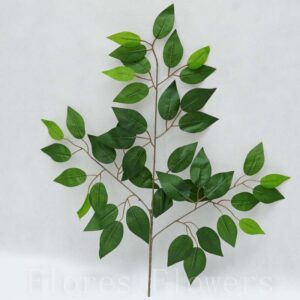 Konár ficus  60 cm