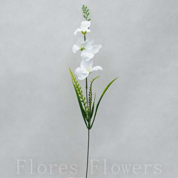 Gladiola 50cm