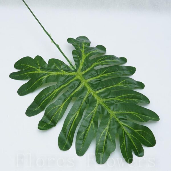 List monstera 65 cm