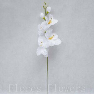 Gladiol 50 cm