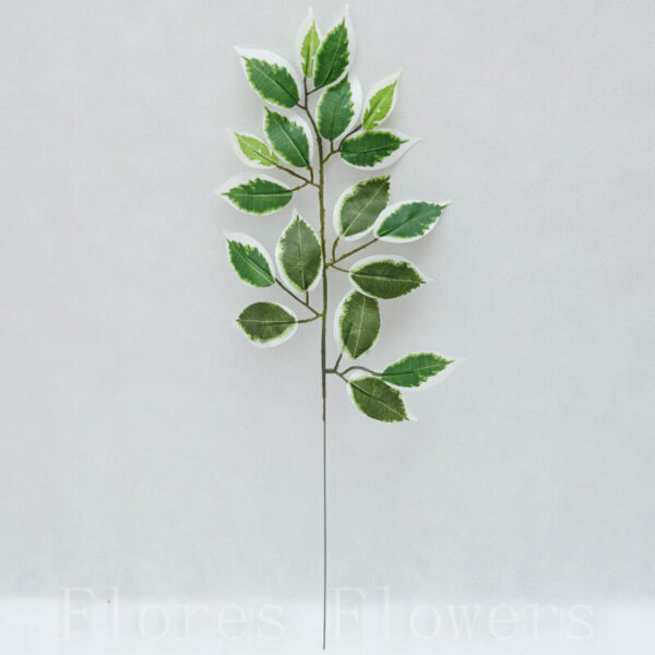 Konár ficus 60 cm